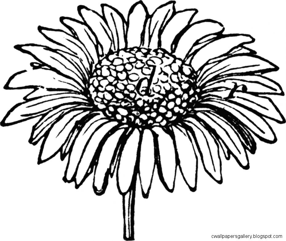 Daisy Hand Drawn Clipart Clipart Kid Daisy Hand Drawn Clipart Clipart Kid