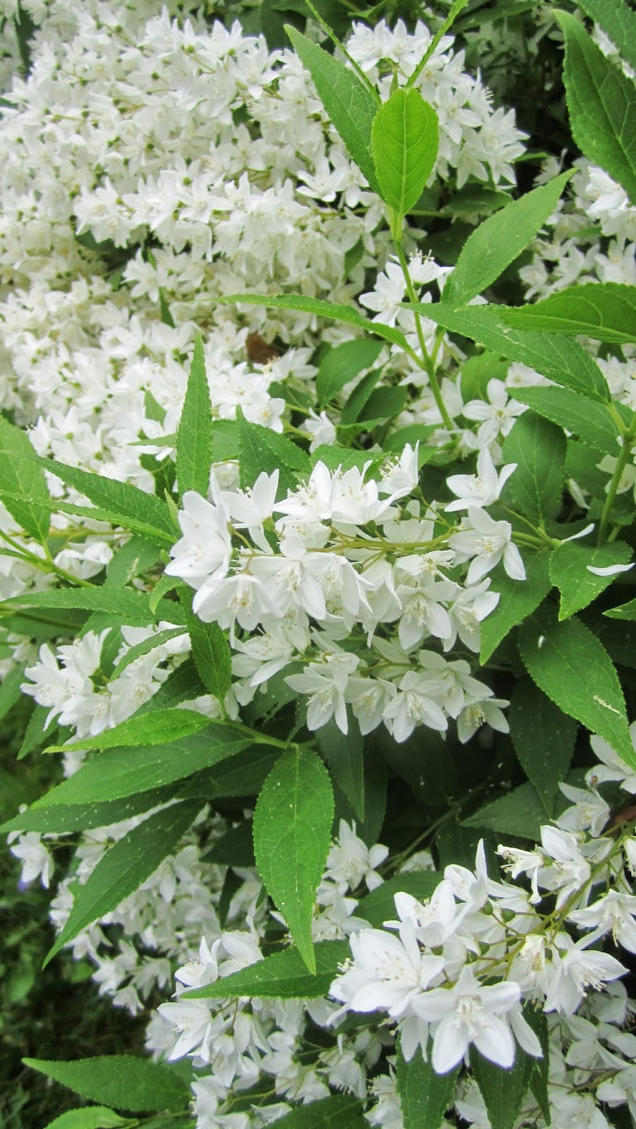 Flower Talk 2018