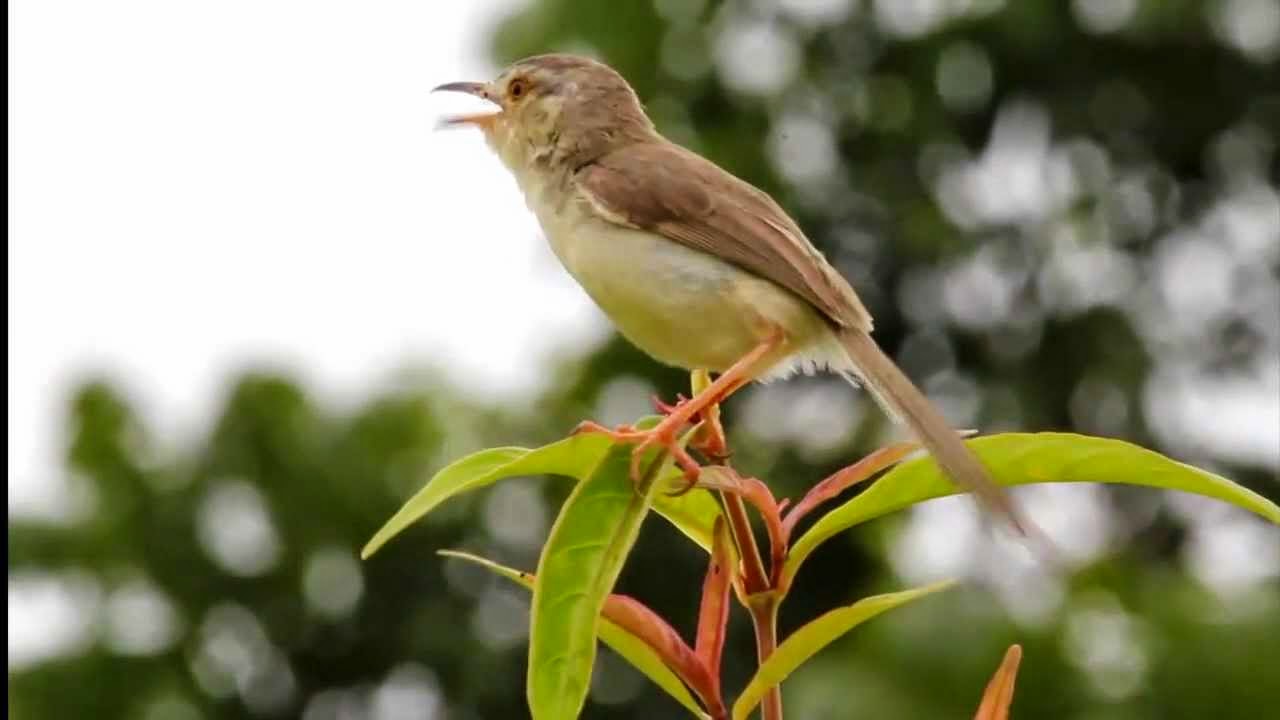 Foto Burung Ciblek Kebun Jantan