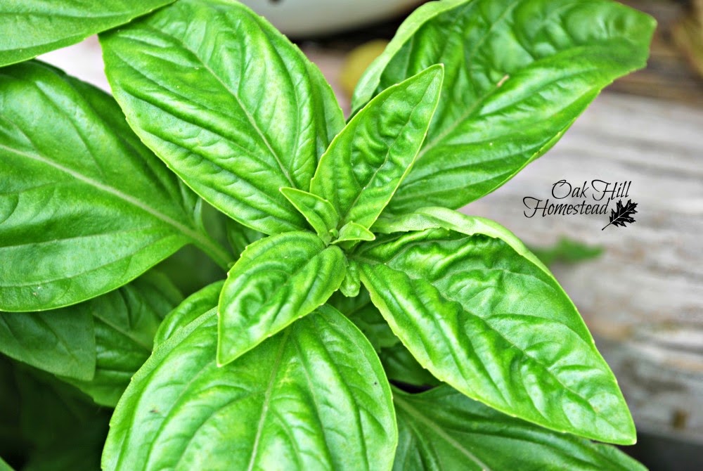 Ten Ways to Use Basil A Roundup Oak Hill Homestead