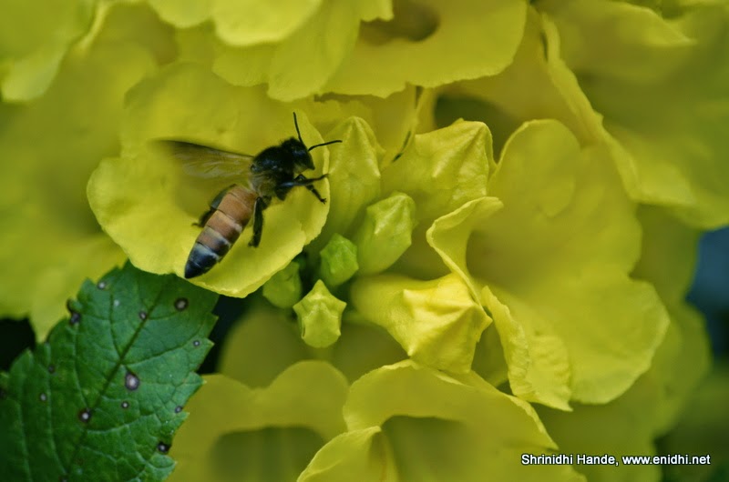 Bee extracting nectar from yellow flowers eNidhi India Travel Blog