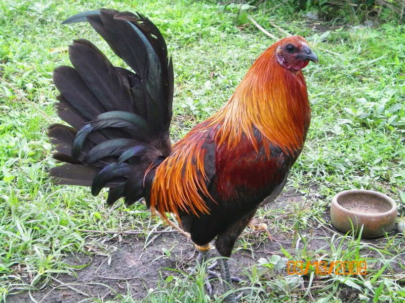 Gallos Y Galleros Los Brown Red.