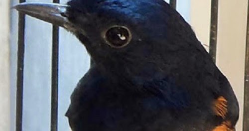 MURAI BATU MACET BUNYI PENYEBAB DAN SOLUSINYA KICAUKAN