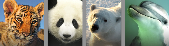 save endangered species essay save endangered species essay