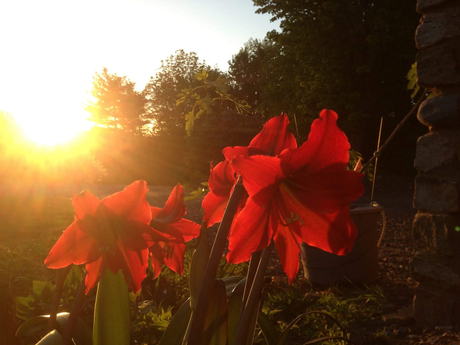 Three Dogs In A Garden