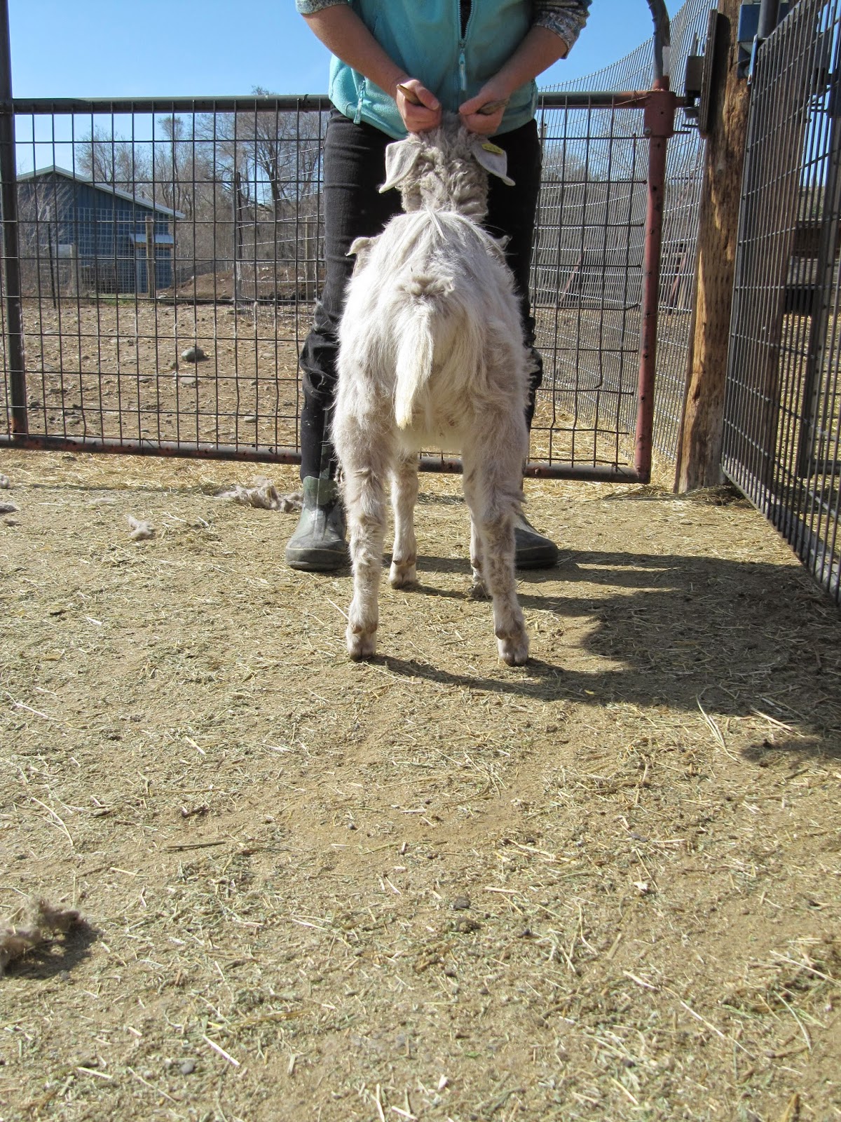 LIBERTY FARM CASHMERE GOATS CASHMERE GOATS FOR SALE