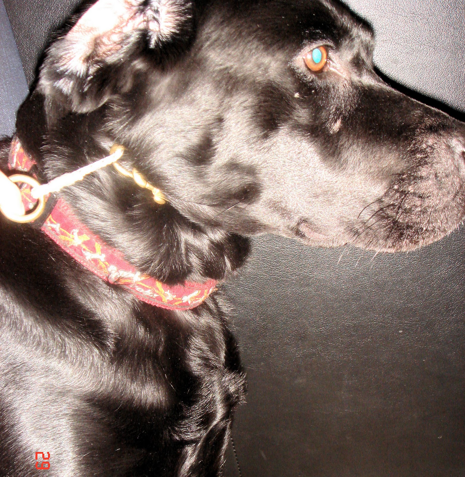 MalinutK9 Dominant Dog Collar