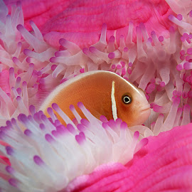 Gambar Ikan Laut Cantik @ Digaleri.com