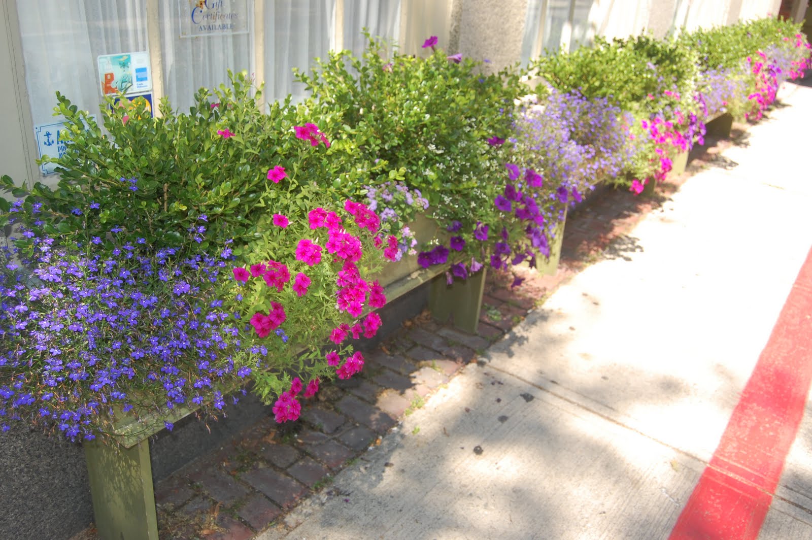 Sprouts Flowers Around Town Salem in the Summer