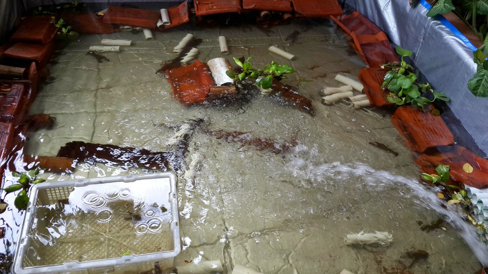 cimahi lobster farm bandung jawa barat mandiri benih cimahi lobster farm bandung jawa barat mandiri benih