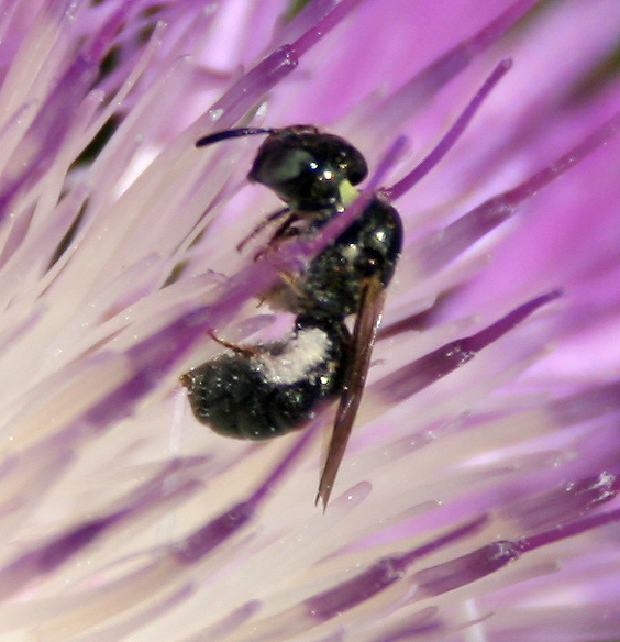 twenty pound tabby Native Bees of Colorado