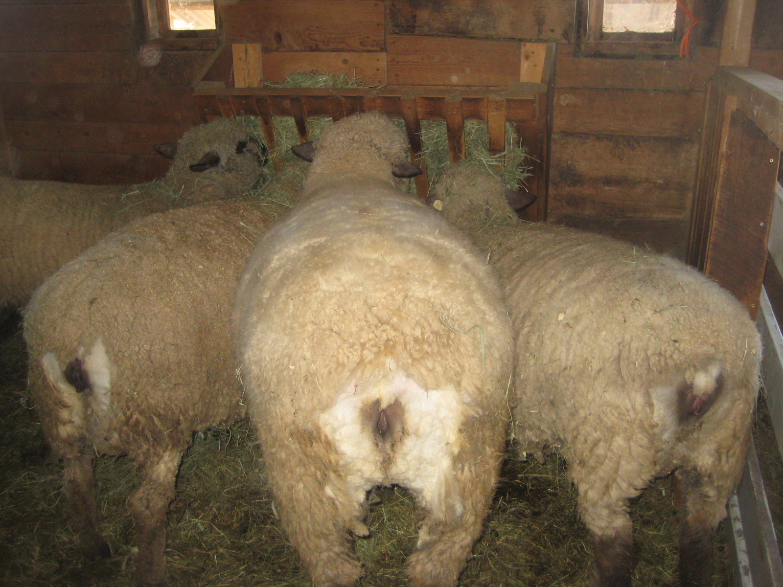Mulesing free I finally received my first bulk of this year´s freshly clipped Bluefaced Leicester fleeces and have been digging my hands into them to get 50lbs of raw curly wool handwashed and sorted as quickly as possible, so I will be able to smoothly move onto the new bulk of fresh wensleydale raw fleeces I .