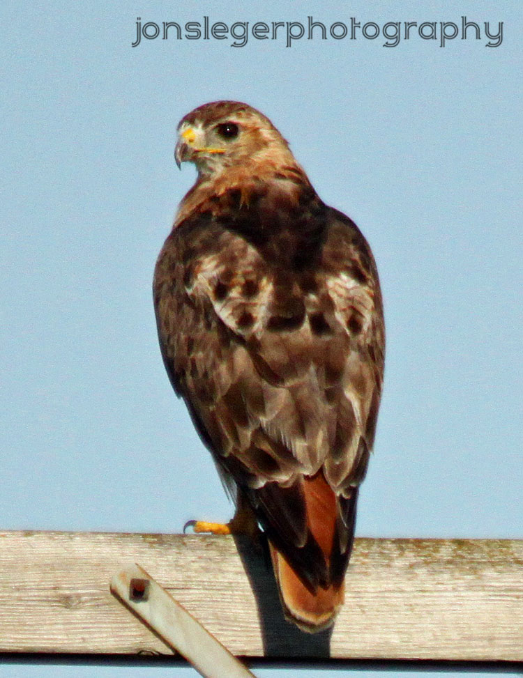 Northern Illinois Birder RedTailed Hawks, Northern Illinois