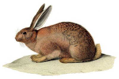 Vintage Stock Image Brown Rabbit Bunny Easter