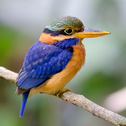 A Malaysian Birder