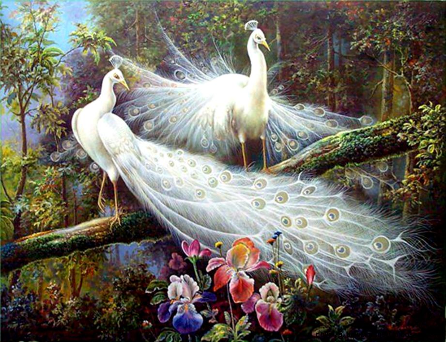 White Peacock Painting White Peacock Painting