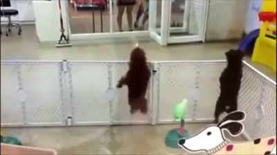Dog Happy when His Owner Arrives at Pet Daycare