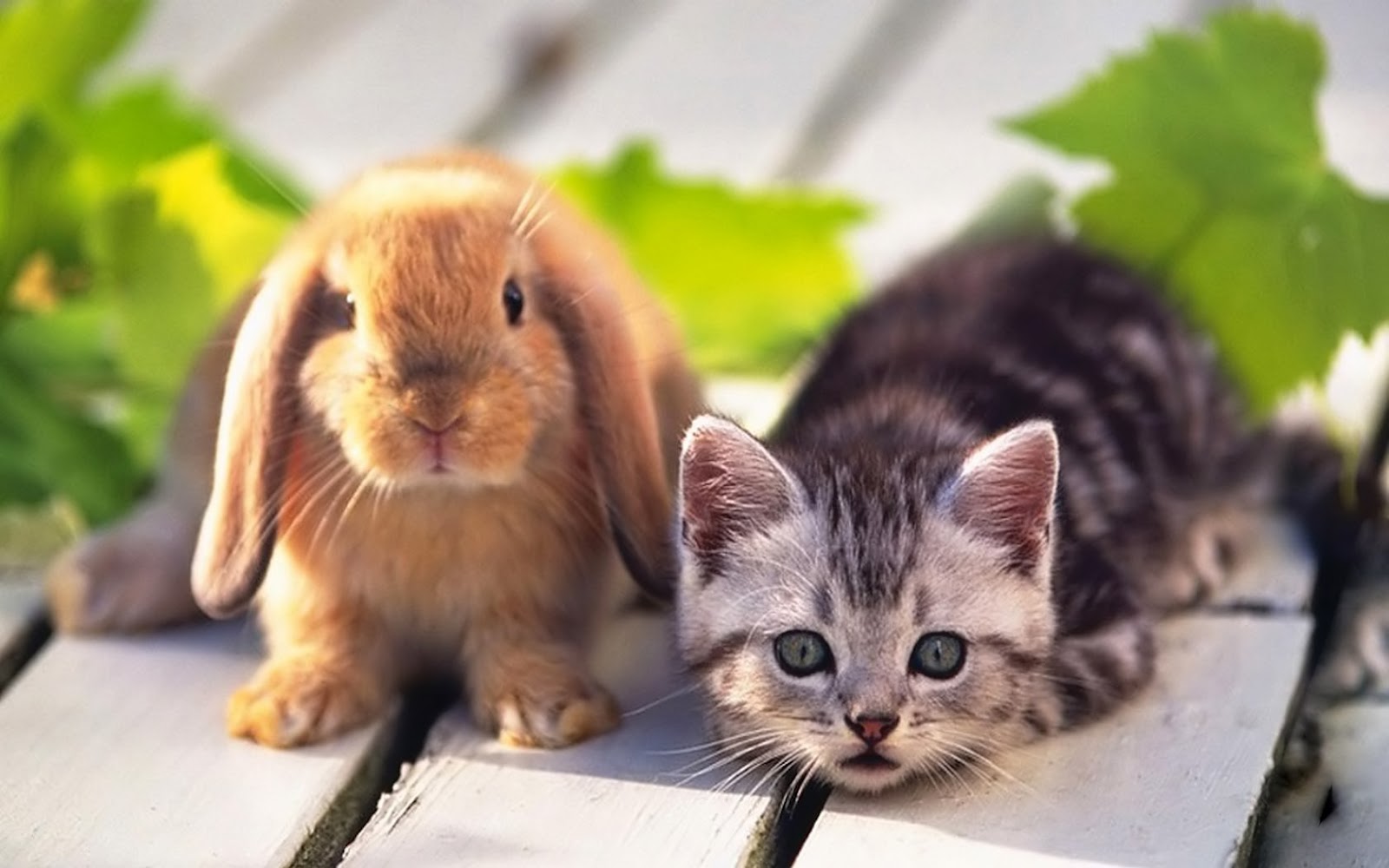 Top 33 Beautiful And Cute Rabbit Wallpapers In HD