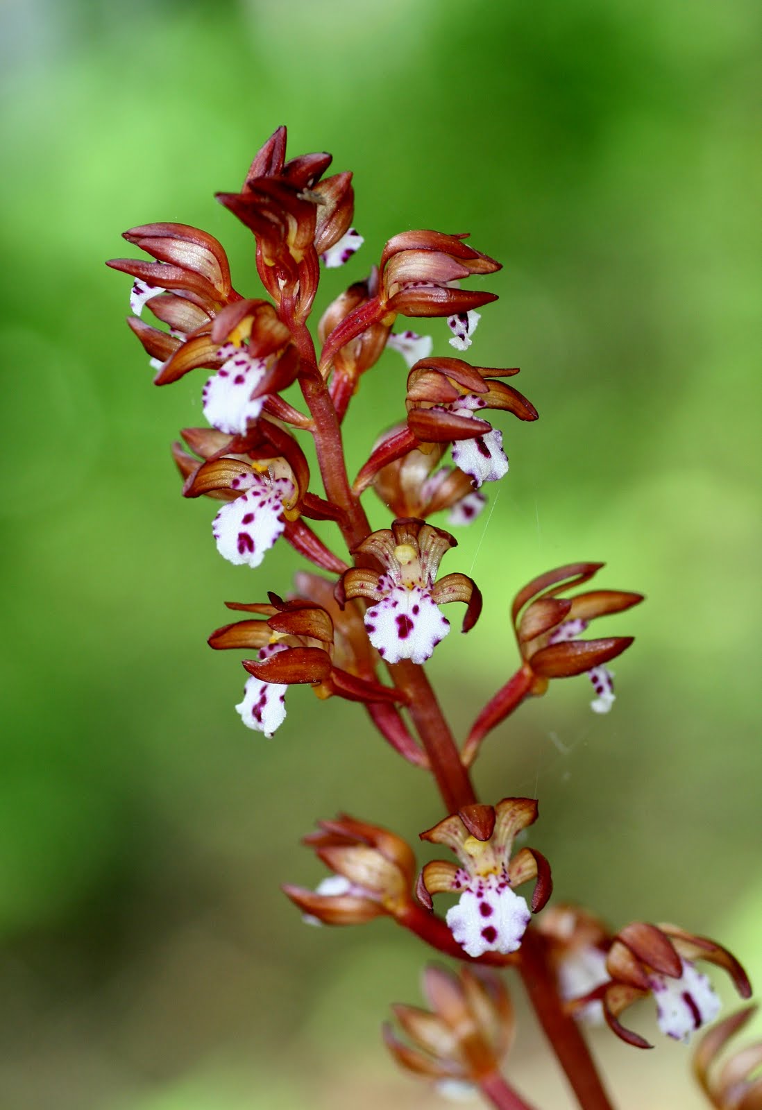 Native Orchids of the Pacific Northwest and the Canadian Rockies