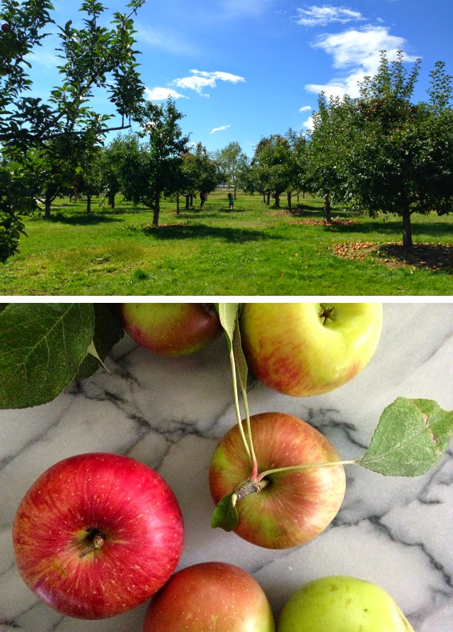 Apple Picking at Roger's Grove Longmont 100 Things to do in Longmont