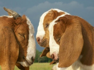 close up of three goats with eyes closed as in prayer