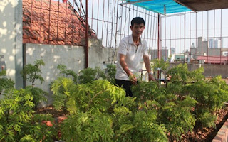 Người Hà Nội đua nhau làm 'nông dân' trồng rau