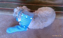 I love my booties! They protect my paws!