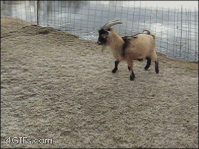 001-funny-animal-gifs-goat-slides.gif