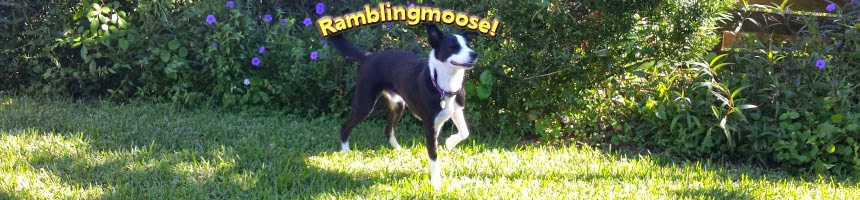 Rambling Moose