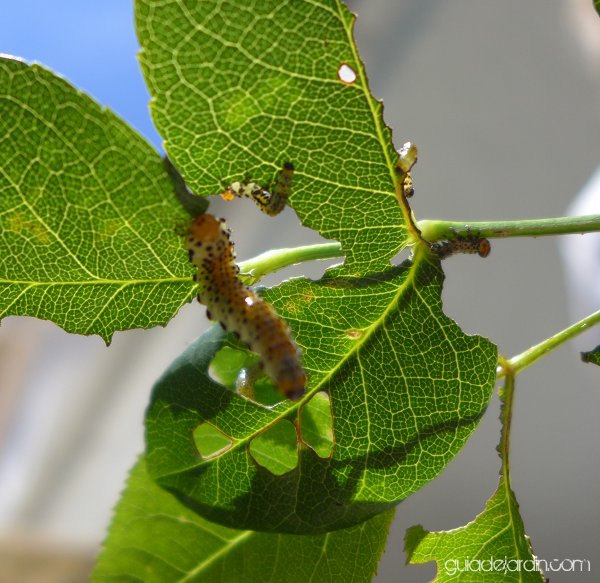 ¿Quién se come mis rosales? - Guia de jardin