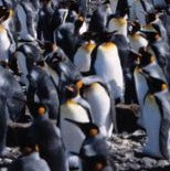 penguins colony