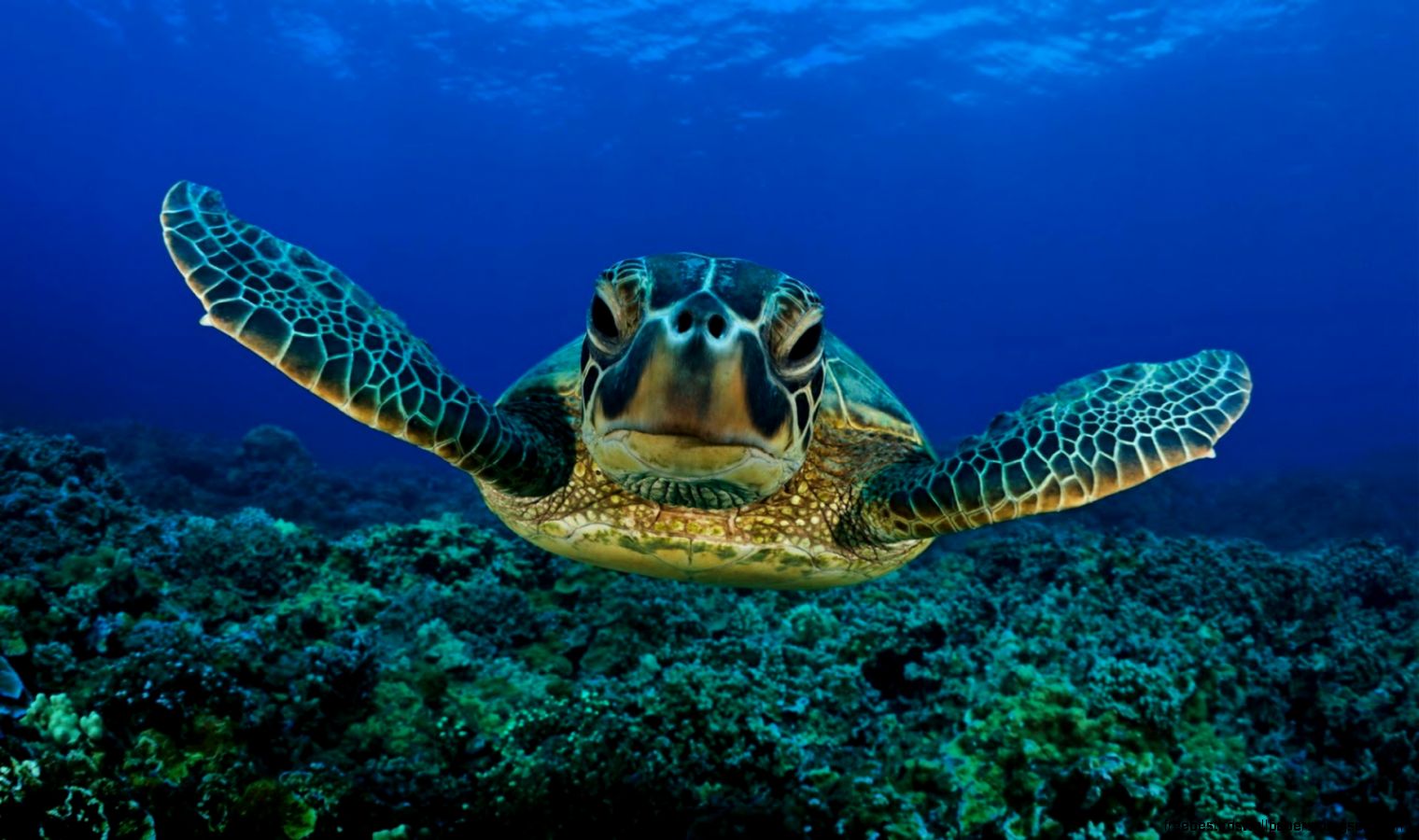 Sea Turtle Swimming Sea Turtle Swimming