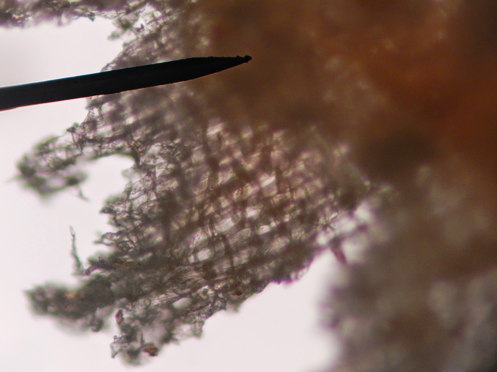Bio Geo Nerd Plant Cell Structure (Plant Bio Lab 2)