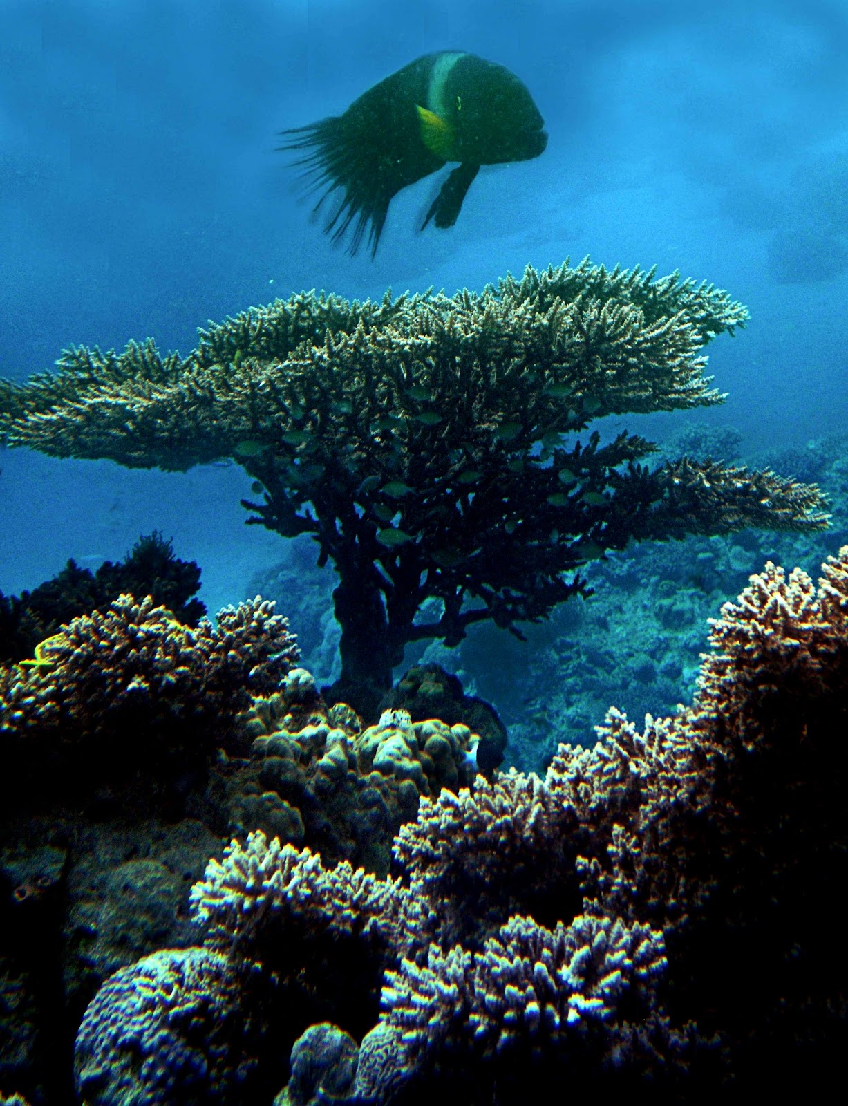 Holy Land Meditation Underwater world in Eilat February 12 2010 Holy Land Meditation Underwater world in Eilat February 12 2010