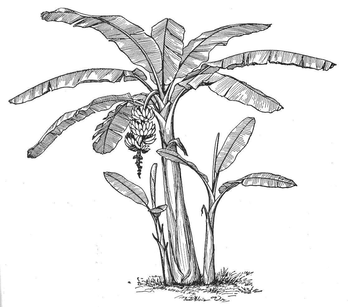 Banana Tree Diagram