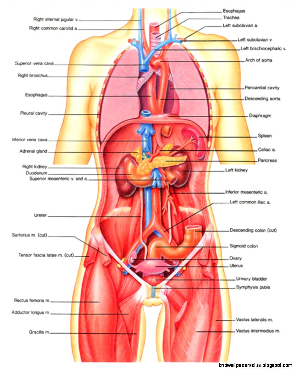 Organ Map a Guideline to the Human Anatomy System Organ Map a Guideline to the Human Anatomy System
