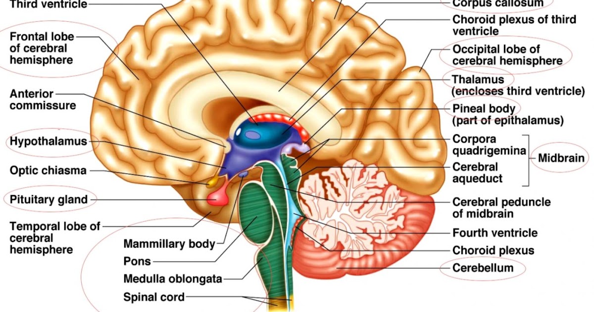 Brain Anatomy Quiz HD Wallpapers Plus