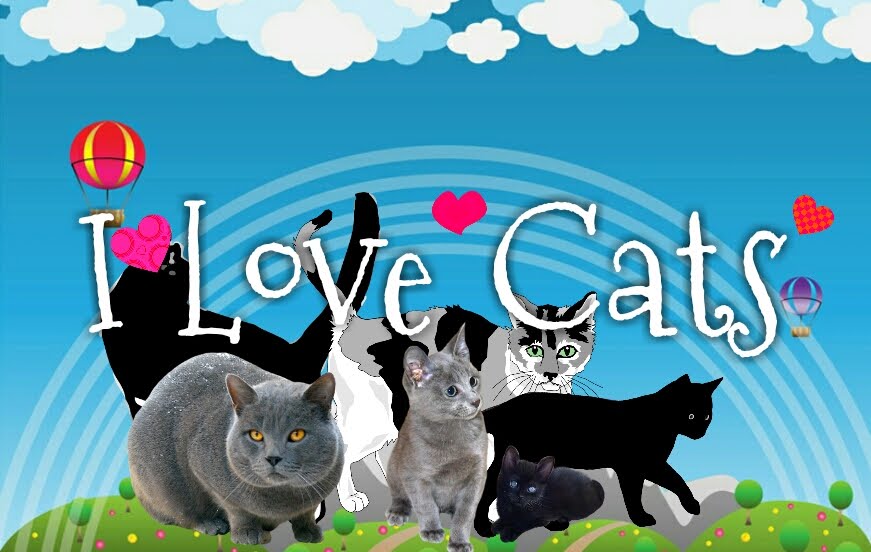 I Love Cats