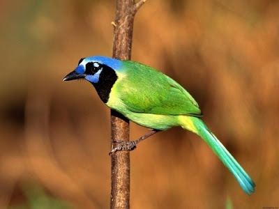 aves-del-paraiso-birds-of-the-paradise