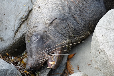 Dead seal, Fortescue Bay - 19th December 2010