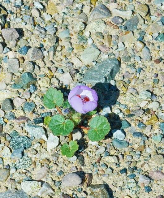 Desert Five-Spot, Eremalche rotundifolia_1457