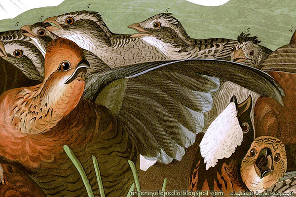 John James Audubons Birds of America   Plate 76 2528Detail2529