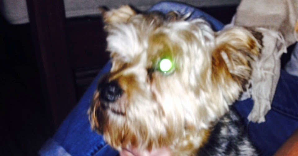 bloomingdale found dog in Eckington on the 1st Street NE