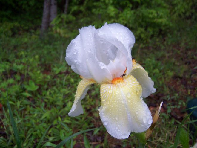 Find the face in the iris