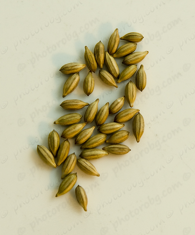 The 3 Foragers Foraging for Wild, Natural, Organic Food Autumn Olives