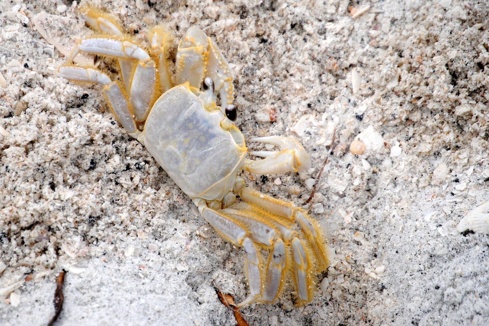 Ghost Crab