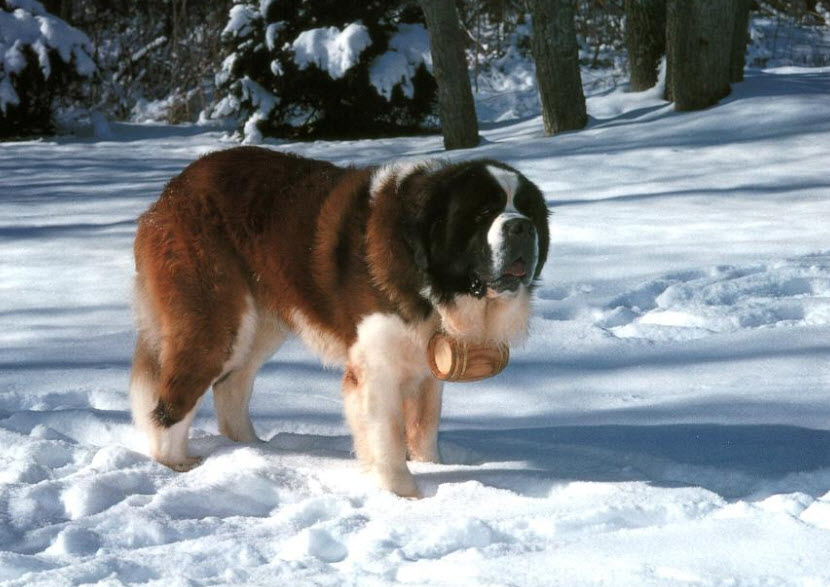 Saint Bernard The Life of Animals