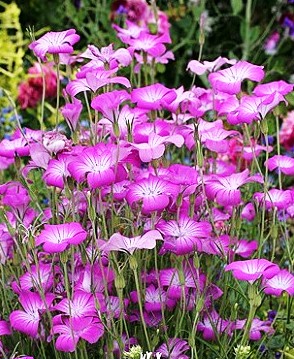 seeds rare flower githago agrostemma cockle corn
