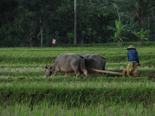 Petani membajak sawah dengan kerbau