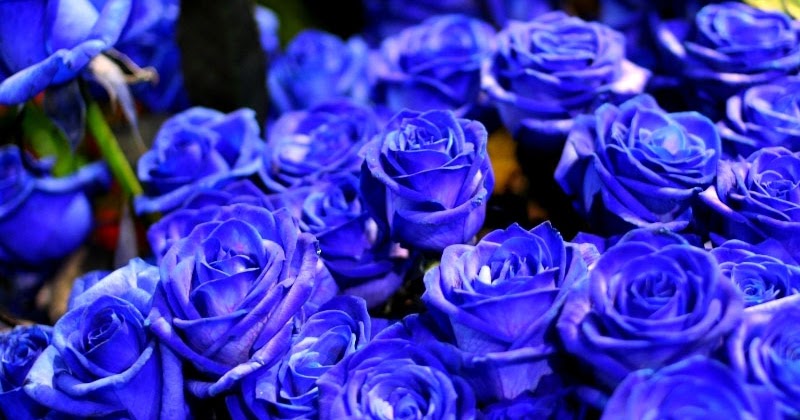 Gambar Bunga Mawar Biru Download Gambar Gratis